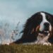 Berneński pies pasterski - pies wielkiego formatu, idealny dla rodzin z dziećmi
